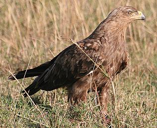 Raubadler, Tawny Eagle, Aquila rapax