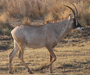 Roan oder  Pferdeantilope (Hippotragus equinus)