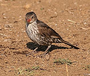 Rotschnabelbüffelweber, Henne, Tsavo West