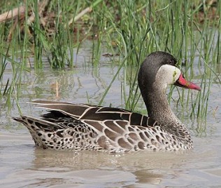 Rotschnbelente (Anas erythrorhyncha), Red-billed teal