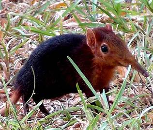 Sansibar Vierzehenrüsselmaus o. Elefantenspitzmaus, Petrodumus tetradactylus zanzibaricus, Four-toed Elephant Shrew