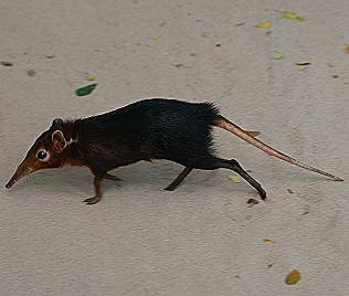 Sansibar Vierzehenrüsselmaus o. Elefantenspitzmaus, Petrodumus tetradactylus zanzibaricus, Four-toed Elephant Shrew