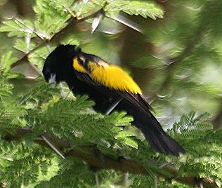 Samtweber, Euplectes capensis, Yellow Bishop