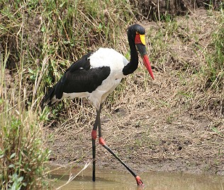 Sattelstorch, Masai Mara