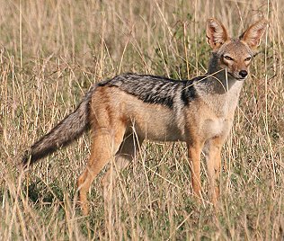 Schabrakenschakal, Black-backed jackal, canis mesomelas