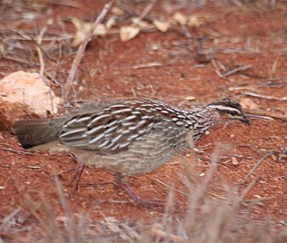 Schopffrankolin, Tsavo Ost