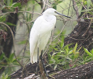 Seidenreiher, Egeretta garzetta, Little Egret