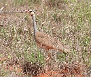 Senegal Trappe, Tsavo Ost