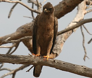 Silberadler, Wahlberg´s Eagle, Aquila wahlbergi