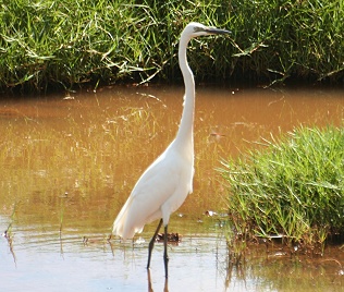 Silberreiher, Egretta alba, Great White Egret