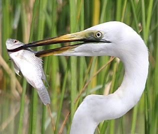 Silberreiher, Egretta alba, Great White Egret