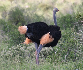 Somali Strauß (Hahn), Tsavo Ost National Park