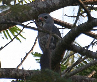 Sperberbussard, Lizard Buzzard, Kaupifalco m. monogrammicus