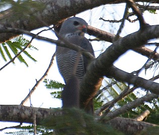 Sperberbussard, Lizard Buzzard, Kaupifalco m. monogrammicus