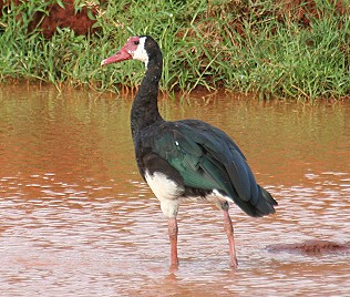 Sporengans, Tsavo Ost