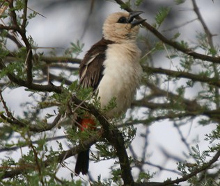 Starweber, Dinemellia dinemellia, White-Headed Buffalo Weaver, Tsavo West National Park