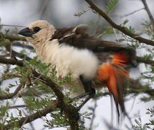 Starweber, Tsavo West