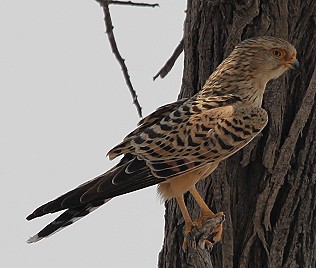 Steppenfalke, Falco rupicoluides