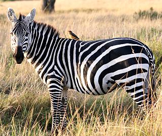 Steppenzebra, Equus quagga boehmi, Common Zebra, punta mila