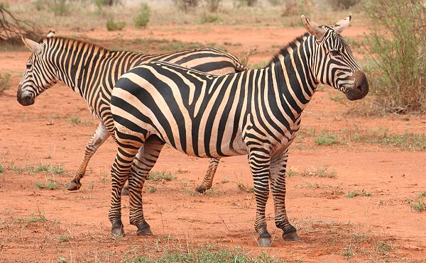 Steppenzebra, Equus quagga boehmi, Common Zebra, punta mila