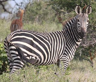 Selous Steppenzebra, Equus quagga selousi