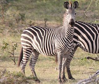 Selous Steppenzebra, Equus quagga selousi