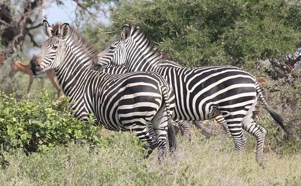 Selous Steppenzebra, Equus quagga selousi