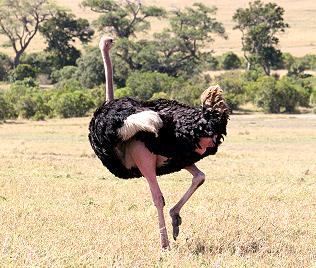 Masai Straussenhahn, Masai Mara