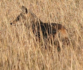 Streifenschakal, Side-Striped Jackal, canis adutus