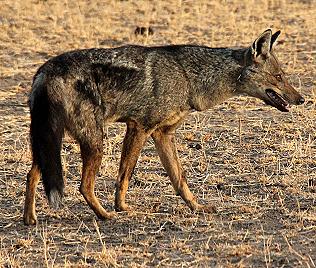 Streifenschakal, Side-Striped Jackal, canis adutus