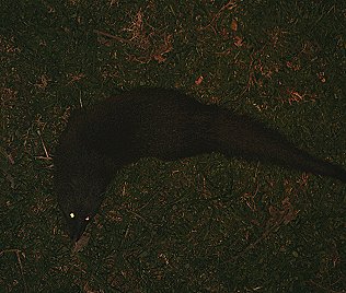 atilax paludinosus, Sumpfmanguste