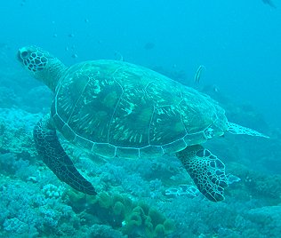 Suppenschildkr&ouml;te, Chelonia mydas