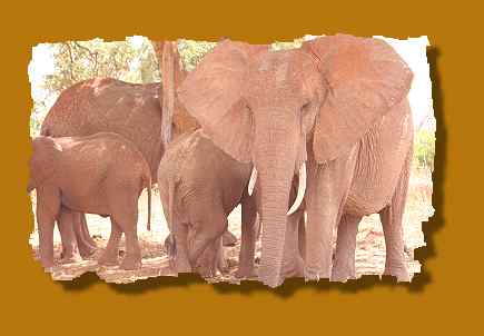 rote Elefanten im Tsavo, Tarhi Safari