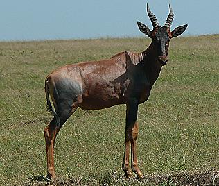 Topi oder Leierantilope, Maasai Mara