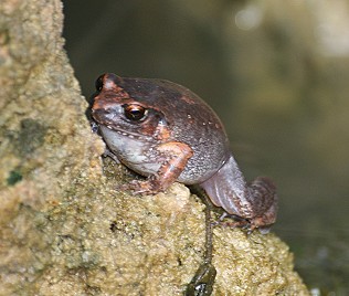 Langfingerfrosch, Arthroleptis stenodactylus, Common Squeacker