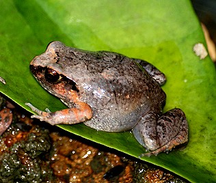 Langfingerfrosch, Arthroleptis stenodactylus, Common Squeacker