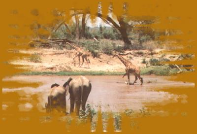Elefanten und Netzgiraffen am Ewaso Nigro im Samburu Reservat