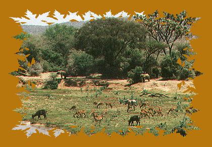 Elefanten, Wasserböcke, Impala Antilopen, und Zebras im Samburu Reservat 