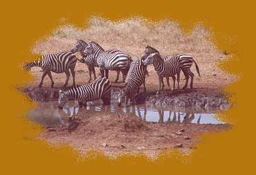 Zebras an der wasserstelle der Salt Lick Lodge, Taita Hill