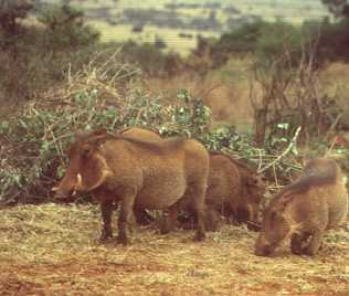 Warzenschwein
