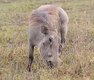Warzenschwein
