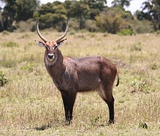  Defassa Wasserbock, Männchen