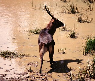   Defassa Wasserbock, Männchen