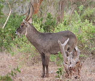Ellipsen Wasserbock, Männchen