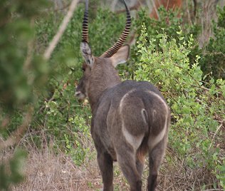  Ellipsen Wasserbock, Männchen