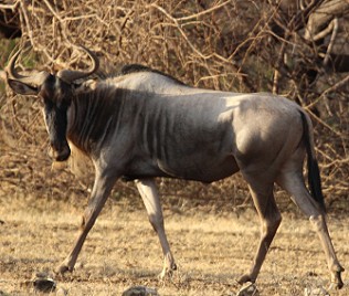 Östliches Weißbartgnu (Connochaetes taurinus albojubatus)