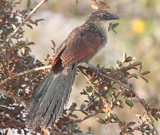 Weißbrauenkuckuck, Centropus superciliosus