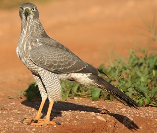 Östlicher Weissbuertzelsinghabicht, Eastern Pale Chanting Goshawk, Melierax poliopterus