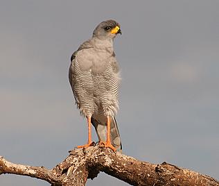 Östlicher Weissbuertzelsinghabicht, Eastern Pale Chanting Goshawk, Melierax poliopterus