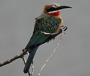 Weißstirnspint, White_Fronted Bee Eater,Merops b. bullockoides